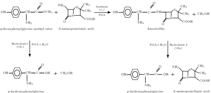 Figure 1. Kinetically controlled synthesis of amoxicillin using Penicillin G acylase as catalyst.