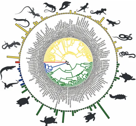 Figure 1. Phylogenetic tree of 140 taxa present within the database.Each of the four major orders are represented in the database (Squamates; and Tree was derived from TimeTree.org 21.‘blue’ – Crocodilia; ‘red’ – Tuatara; ‘yellow’ – ‘green’ – Testudines)