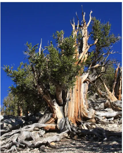 Figure 2. Pinus longaeva, Bristlecone pine, is one of the oldest pine trees, withspecimens recorded as over 5000 years of age