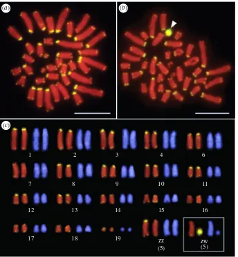 Figure 1. Chromosomal locations of the (TTAGGG)n repeated sequences in male (a) and female (b) Lacerta agilis