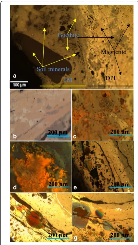 Fig. 5 The cross-section under the optical microscope: layers of DPL and TM which can be distinguished based on their colors, strips of the light marbling phase, some important aspects of DPL; yellow, red and green corrosion a the two b light yellow phase as a main phase of DPL layer and the c areas of an orange phase, d–gspots as evidence of the active corrosion and many microcracks