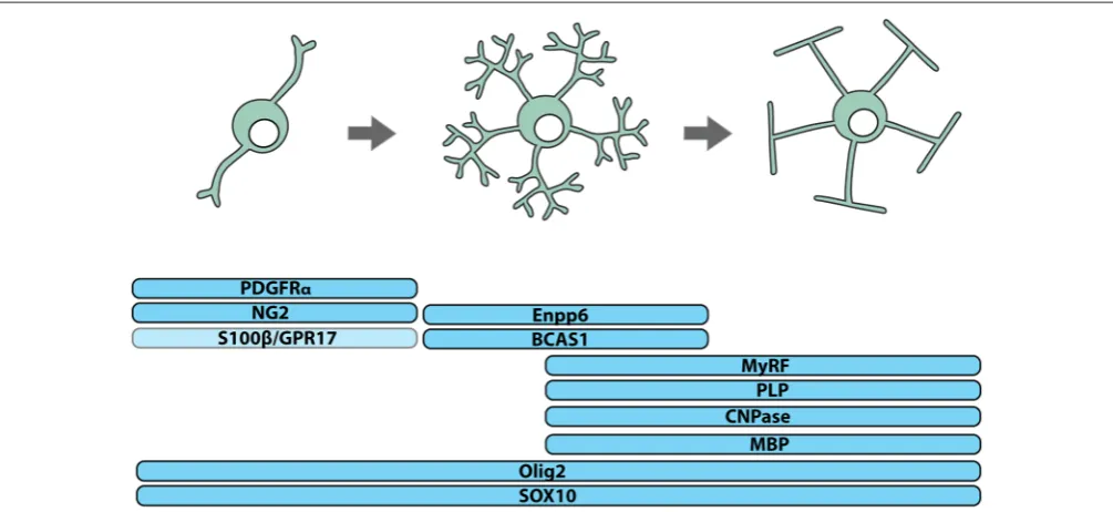 FIGURE 1 | Identifying cells of the oligodendrocyte lineage. Cells of the oligodendrocyte lineage can be subdivided into three stages of differentiation based onBreast Carcinoma Ampliﬁed Sequence-1 (BCAS1) and Ectonucleotide Pyrophosphatase Phosphodiestera