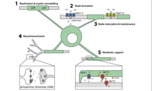 FIGURE 3 | Oligodendrocytes perform multiple functions in the developing and adult CNS