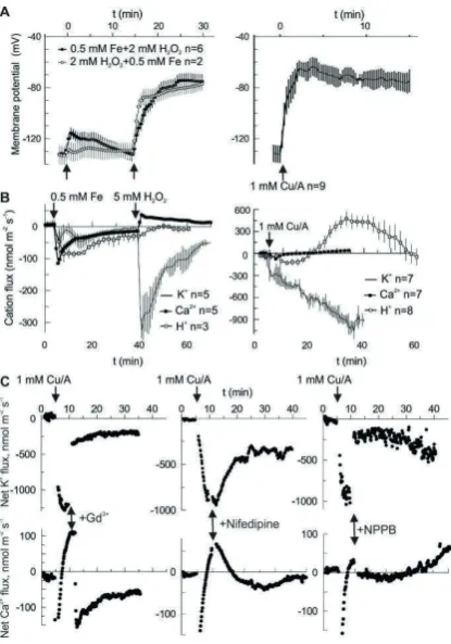 Figure 1. Evidence for the anionic component of HO•-induced ion flux in vivo. (A) HO• but not H2O2 