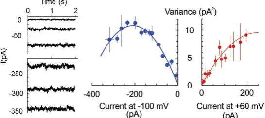 Figure 2. HO• Figure 2. HO•-induced current is mediated by low conductance pores. Example of a steady-state HO•-induced whole-cell current at −100 mV, measured in the epidermal protoplast isolated from the mature zone of pea root