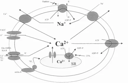 Figure 1.2. Schematic representation of the ion pumps and channels involved in the 