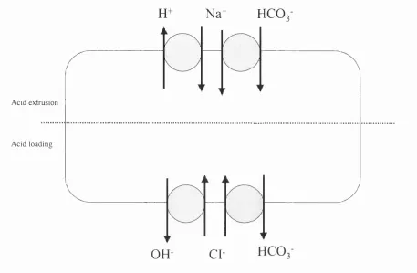 Figure 1.4. Model of pHi control in the ventricular myocyte