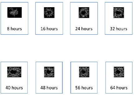 Fig. 3: Canny Operator Output Images 