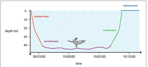 FIGURE 3 | Stylized graphic representation showing a general dive of amarine predator