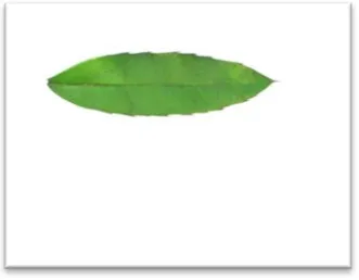 Figure 2: Image Normalization Example. 