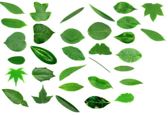 Figure 4: Samples of Flavia leaf dataset. 