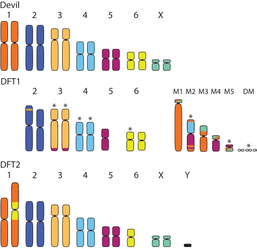 Fig 2. Karyotypes of a normal female Tasmanian devil (top) with a representative karyotype of DFT1 (middle) and DFT2 (bottom)