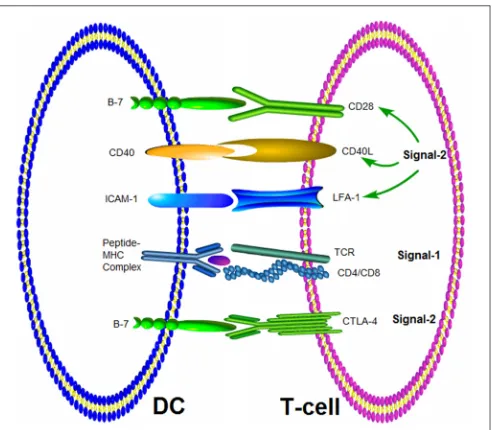 FIGURE 1 | Molecular interactions at the interface of T-cell and APC. Signal-1is provided by the interaction between TCR and the MHC-peptide complex.The co-stimulatory signal (Signal-2) can be delivered by different pairs ofmolecules.