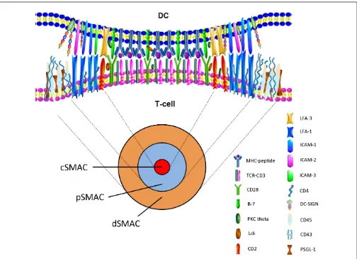 FIGURE 2 | En face view of the IS with cSMAC, pSMAC, and dSMAC. Active reorganization via cytoskeleton-directed movements gives rise to the cSMAC