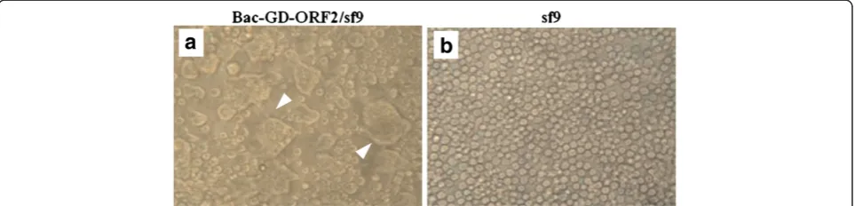 Figure 2 Characterization of BV-GD-ORF2-infected Sf9 cells. Syncytium formation in Sf9 cells infected with BV-GD-ORF2 as indicated by thewhite arrow (a), but not in the mock-infected Sf9 cells (b)