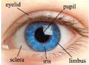 Figure 1: An iris and its main components 