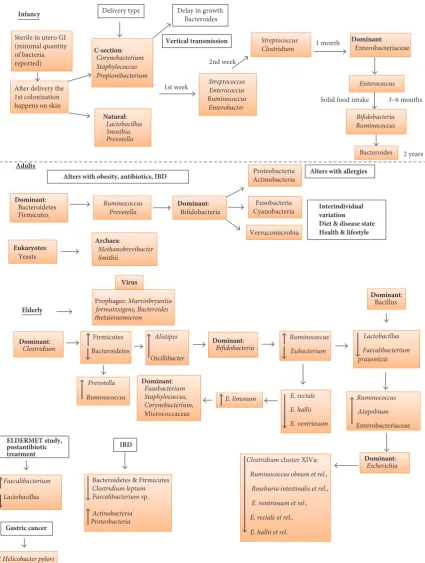 Figure 1: Overview of development of microbiotadifficile),solid food intake. During the initial stages of microbiota establishment the TLR receptor actions are minimal allowing growth of commensals.Eventually the immune system also grows by demarking the c