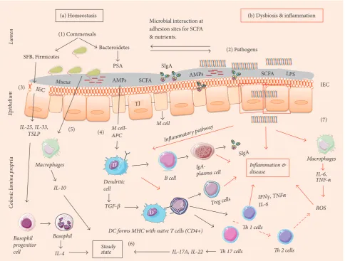 Figure 2: Interplay between immune system and gut microbiota in homeostasis, tolerance, and inflammation