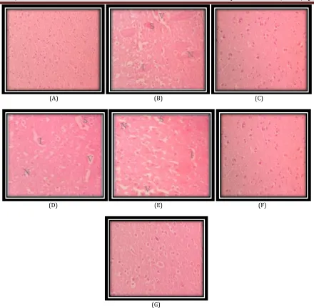 Fig. 4: Histopathological representative photographs (H & E stain) of hippocampal brain sections 