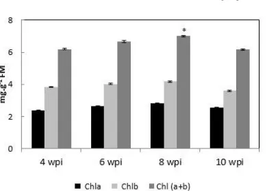 Figure 2: Chlorophylls of  ±SE of ten measurements. * The significance of differences in comparison to values obtained at 4 wpi was determined by the Medicago truncatula shoots after 4; 6; 8 and 10 weeks post-inoculation (wpi)
