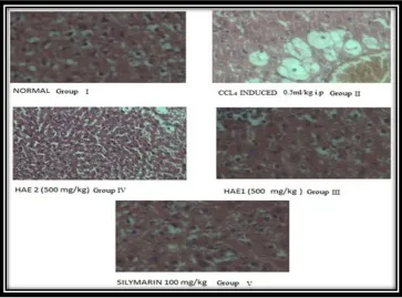 Fig. 6: Results of histopathological studies of liver of rats of five groups