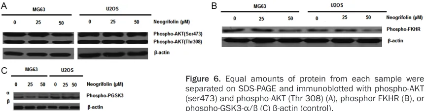 Figure 6. Equal amounts of protein from each sample were separated on SDS-PAGE and immunoblotted with phospho-AKT 