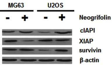 Figure 8. U2OS and MG63 cells treated with and without 50 μM neogrifolin against cIAP1, XIAP, sur-viving and β-actin antibodies.