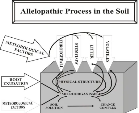 Figure 3. Allelopathic processes in soil 