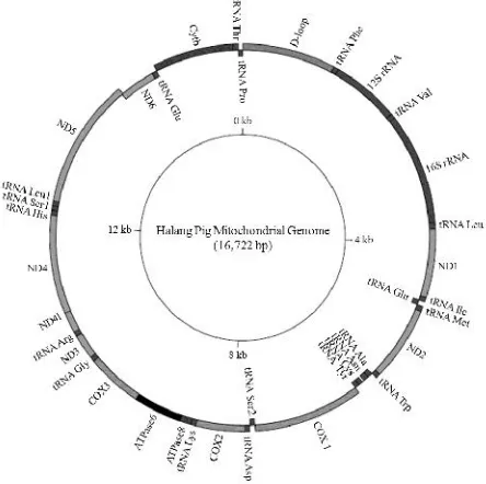 Fig. 1. The circular map of the mt genome of Halang pig