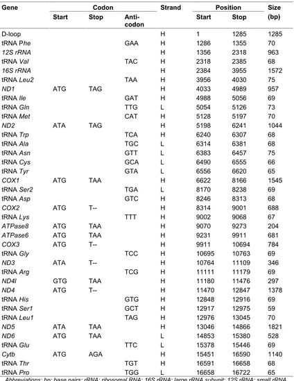 Table 2. Sequence component and location of genes in the mitochondrial genome ofthe Halang pig