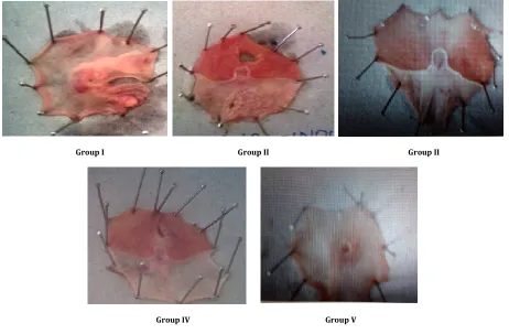 Fig. 1: Histopathological examination of ethanol-induced gastric ulcers in rats 