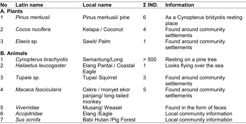 Fig. 5. Pinus Merkusii tree has become Cynopterus brachyotis rest area [13]