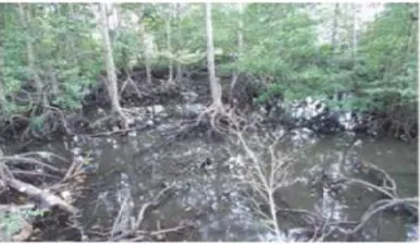 Fig. 6. Mangrove Forest condition in Langsa