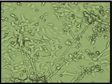 Fig. 1D: Minocycline10 µg/ml pre-treated pc-12 cells 