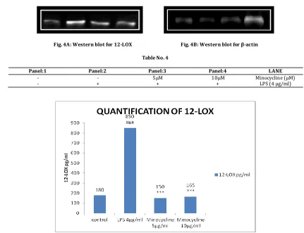 Fig. 4A: Western blot for 12-LOX 