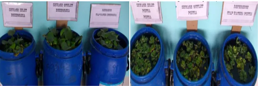 Fig. 2: Eichhornia and Pistia Plant in Dye effluent after the treatment. 