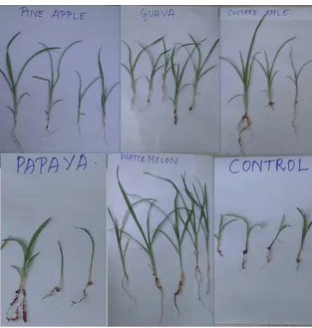 Figure 4: Growth of Plants tested in Soil sample - Kolathur. 