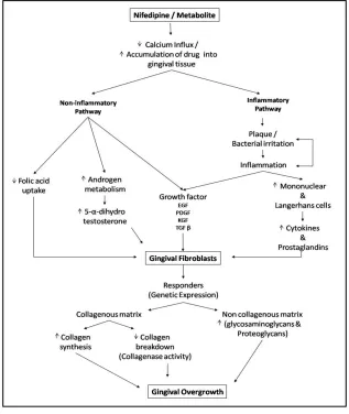 Fig. 7: Pathogenesis of NIGO 