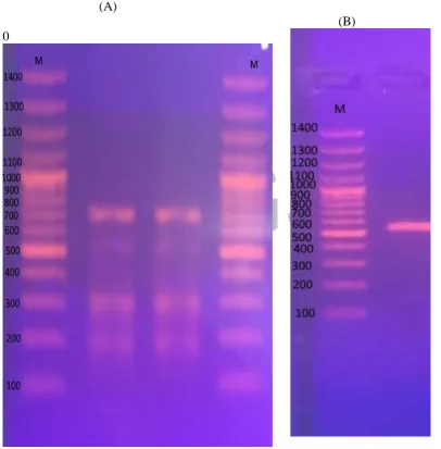 Figure 1: Agarose gels of first round PCR amplified products with tri 10–F and tri 10-R primers (A) and re-amplified nPCR products with inner primers tri 10-F  and  tri 10-R (B) together with cDNA template from of Fusarium fujikuroi (MG211161), M: DNA ladd