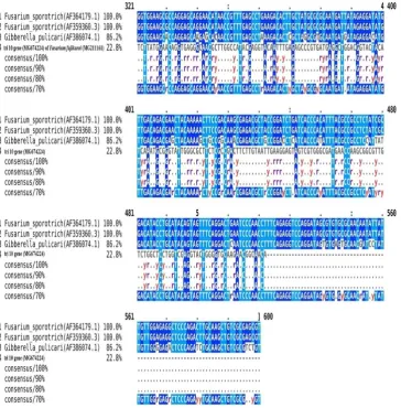 Figure 3. Sequence alignment of isolated nested Tri10 gene (MG674224) from Fusarium fujikuroi (MG211161) with Fusarium sporotrichioides gene (AF364179.1),  Fusarium sporotrichioides trichothecene gene (AF359360.3) and Gibberella pulicaris type B (Tri10) ge