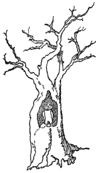 FIG. 3. From a Drawing by Bosch. 