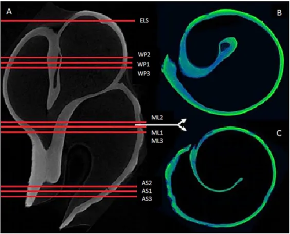 Figure 1: (A) Cross-sectional image of a nine week old Nucella shell taken with the micro-CT scanner,  indicating the position of the horizontal shell slices used for analysis