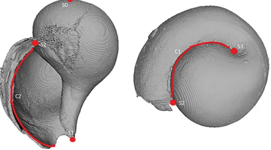 Figure 2: Surface model of a shell, reconstructed using µ-CT. The landmark protocol used in this study to  evaluate shell morphology is represented by the red curves and dots
