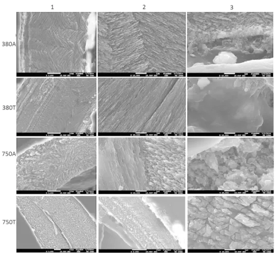 Figure 4: Electron microscopy images of the crystallised structures within shells of the older group in lines  according to treatments; columns 1 represents a view of both layers together, 2 shows a close-up of the  crossed-lamellar layer, and column 3 are