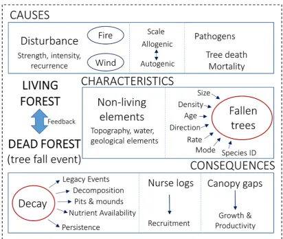 Fig. 1: Summary of the most commonly studied research themes in the treefall 