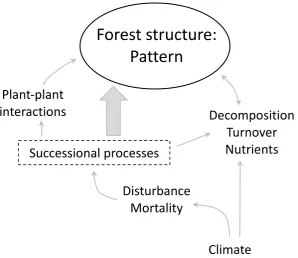 Fig. 1: Factors (processes) that influence forest pattern, and how they are 