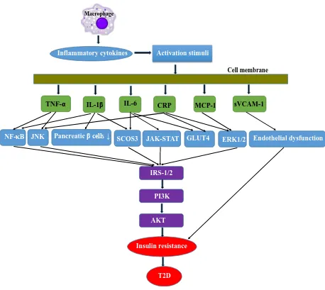 Figure 1.2: Summary of inflammatory pathways linking inflammation to insulin 
