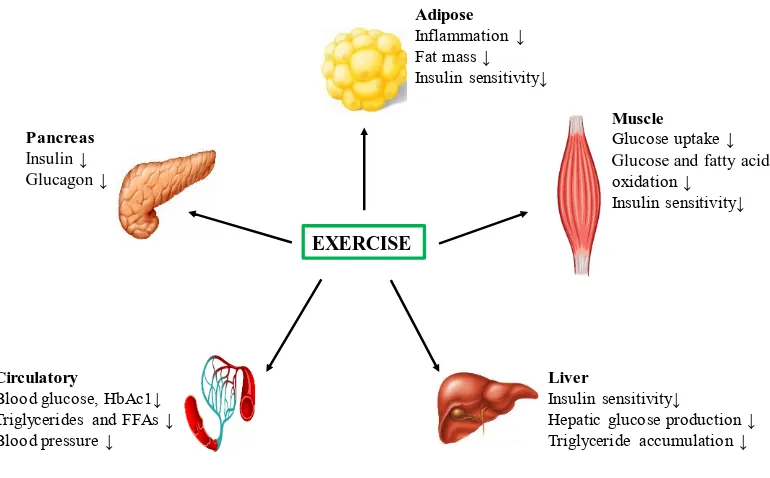 Figure 1.3: Benefits of exercise training on specific tissue in people with type 2 