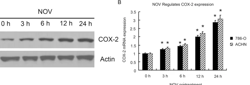 Figure 2. Transwell migration assays were performed to determine the motility of 786-O and OS-RC-2 cells