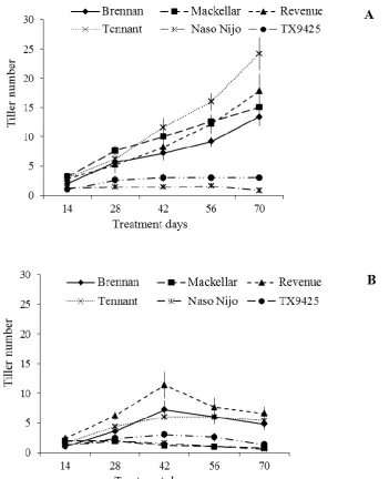 Figure 3.1: Tiller number of the different wheat and barley varieties for the control (A) and 